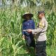 Polri Dampingi Petani Jagung di Sekotong: Sinergi Menuju Swasembada Pangan