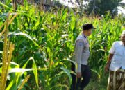 Langkah Strategis Polri Jaga Ketahanan Pangan di Desa Mareje Timur