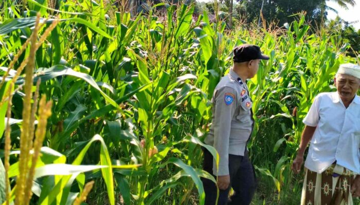 Sinergi Polri dan Petani Mareje Timur Perkuat Produksi Jagung Lokal