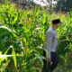Sinergi Polri dan Petani Mareje Timur Perkuat Produksi Jagung Lokal