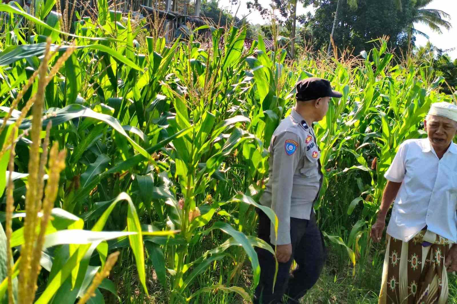 Langkah Strategis Polri Jaga Ketahanan Pangan di Desa Mareje Timur