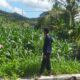 Bhabinkamtibmas Eyat Mayang Dampingi Petani Jagung Hadapi Tantangan Cuaca