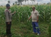 Pemanfaatan Pekarangan dan Jagung Siap Panen, Banyumulek Jadi Contoh Ketahanan Pangan NTB