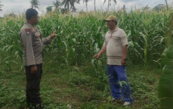 Polri Dukung Ketahanan Pangan di Desa Banyumulek: Sinergi Bhabinkamtibmas dan Petani Jagung