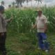 Polri Dukung Ketahanan Pangan di Desa Banyumulek: Sinergi Bhabinkamtibmas dan Petani Jagung