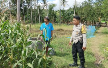 Perkuat Ketahanan Pangan, Polisi Bina Petani Jagung di Sekotong