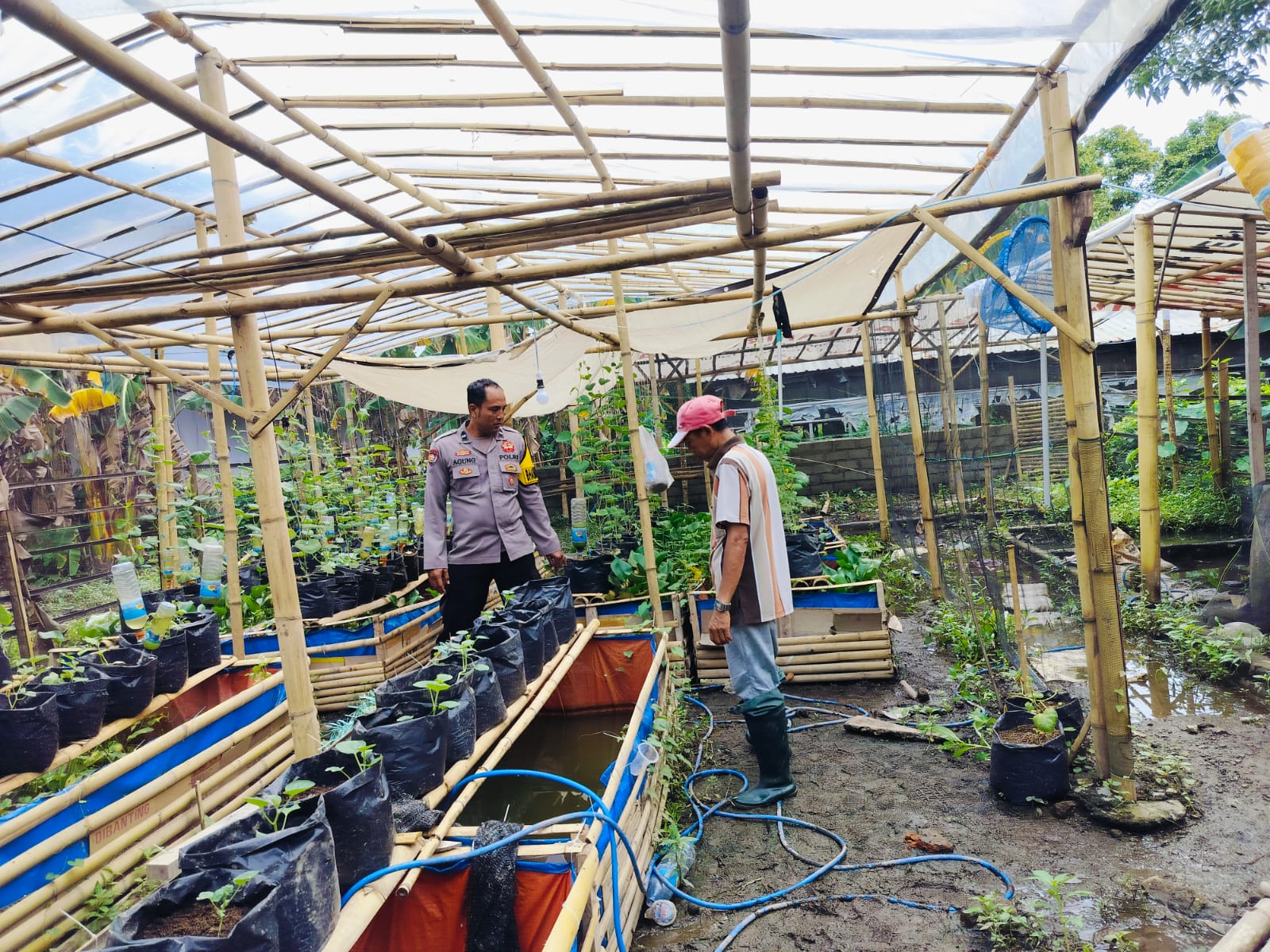 Bhabinkamtibmas Desa Bajur Dorong Kemandirian Pangan Warga Tempit