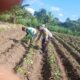 Polsek Gerung Dorong Ketahanan Pangan Melalui Pendampingan Petani di Giri Tembesi