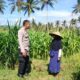 Polisi Sambangi Petani Jagung Eyat Mayang, Bangun Ketahanan Pangan Lokal