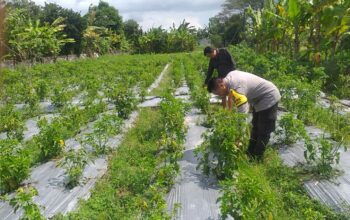 Bhabinkamtibmas Jagaraga Gencarkan Sosialisasi Ketahanan Pangan, Dorong Petani Manfaatkan Lahan