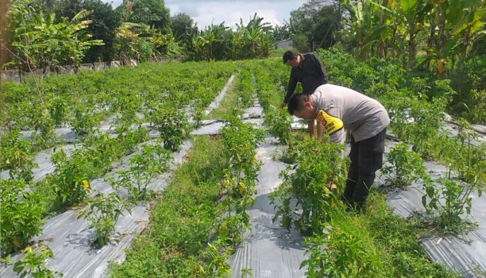 Inisiatif Ketahanan Pangan Dimulai dari Pekarangan Warga di Desa Jagaraga, Kuripan