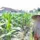 Bhabinkamtibmas Labuapi Galakkan Pemanfaatan Lahan Kosong
