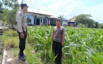 Sinergi Polri dan Petani di Labuapi: Wujudkan Desa Tangguh Pangan dan Aman