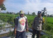 Bhabinkamtibmas Montong Are Dorong Swasembada Pangan di Kediri Lombok Barat