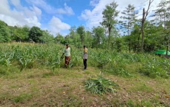 Bhabinkamtibmas Pelangan Dorong Warga Tanam Sayur Demi Ketahanan Pangan