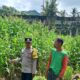 Sinergi Polisi dan Warga Sekotong Tingkatkan Ketahanan Pangan Lewat Pekarangan