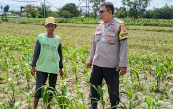 Bhabinkamtibmas Telagawaru Dorong Ketahanan Pangan Warga Paok Kambut