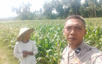 Dukungan Polri di Eyat Mayang, Petani Jagung Tak Sendiri