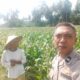 Bhabinkamtibmas Kuripan Gagas Ketahanan Pangan dari Pekarangan Rumah