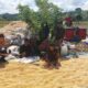 Panen Raya Jagung di Talonang Baru: Bhabinkamtibmas Turun Langsung Dampingi Petani
