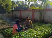 KWT Dusun Pemangket Manfaatkan Pekarangan, Polsek Kuripan Beri Dukungan Penuh
