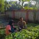 KWT Dusun Pemangket Ubah Pekarangan Jadi Kebun Sayur Produktif di Kuripan Utara