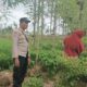 Bhabinkamtibmas Kediri Turun ke Sawah, Dorong Kemandirian Pangan Warga