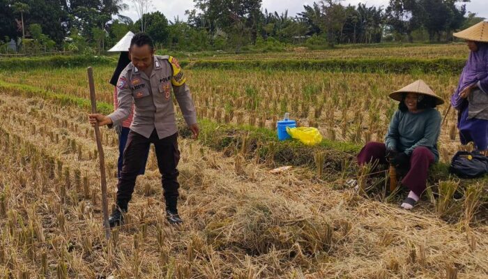 Sinergi Polri dan Petani di Dusun Iting Langgem: Dorong Produktivitas Jagung