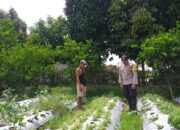 Ketahanan Pangan Dimulai dari Rumah: Inisiatif Polsek Kuripan di Dusun Dasan Geres Pande