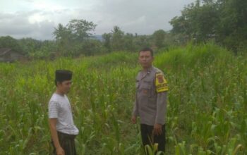 Sinergi Polisi dan Petani di Sekotong: Wujudkan Ketahanan Pangan dari Pekarangan