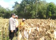Panen Jagung Sukses di Gerung Selatan, Polri Hadir Jaga Kondusivitas