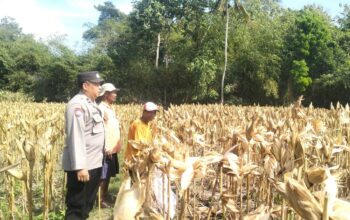 Panen Jagung Sukses di Gerung Selatan, Polri Hadir Jaga Kondusivitas