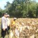 Panen Jagung Sukses di Gerung Selatan, Polri Hadir Jaga Kondusivitas