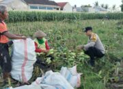 Peran Aktif Bhabinkamtibmas Labuapi Dukung Ketahanan Pangan Lokal
