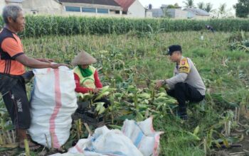 Peran Aktif Bhabinkamtibmas Labuapi Dukung Ketahanan Pangan Lokal