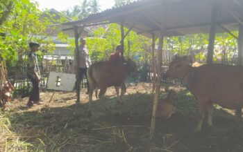 Bhabinkamtibmas Batu Putih Bina Warga Kembangkan Sapi Ternak