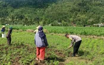 Sinergi Polisi-Warga Kuripan, Ketahanan Pangan Dimulai dari Pekarangan