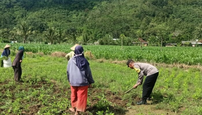 Bhabinkamtibmas Kuripan Gagas Ketahanan Pangan dari Pekarangan Rumah