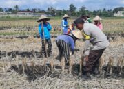 Polri Dukung Swasembada Pangan, Bhabinkamtibmas Montong Are Gandeng Petani