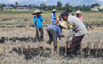 Polri Dukung Swasembada Pangan, Bhabinkamtibmas Montong Are Gandeng Petani