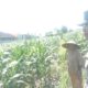 Polsek Labuapi Dorong Ketahanan Pangan Lewat Pendampingan Petani Lokal