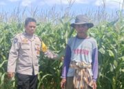 Polsek Gerung Pantau Lahan Jagung Siap Panen di Desa Beleka