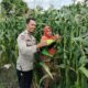 Sinergi Polri dan Petani di Labuapi: Optimalkan Pekarangan untuk Kemandirian Pangan