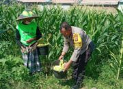 Polsek Labuapi Edukasi Warga Desa Jerneng untuk Tanam Sayur