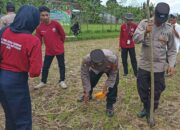 Sinergi Polsek Batulayar dan Warga Sandik Tanam Jagung Dukung Ketahanan Pangan