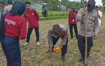 Sinergi Polsek Batulayar dan Warga Sandik Tanam Jagung Dukung Ketahanan Pangan