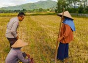 Sinergi Polsek Kuripan dan Petani Iting Langgem, Dukung Swasembada Pangan Lokal