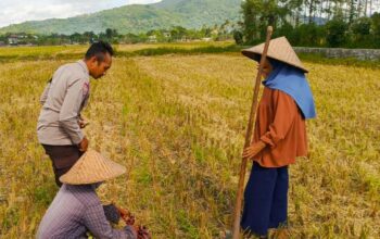 Sinergi Polsek Kuripan dan Petani Iting Langgem, Dukung Swasembada Pangan Lokal