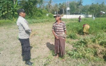 Sinergi TNI-Polri Dukung Ketahanan Pangan di Desa Taman Ayu, Gerung
