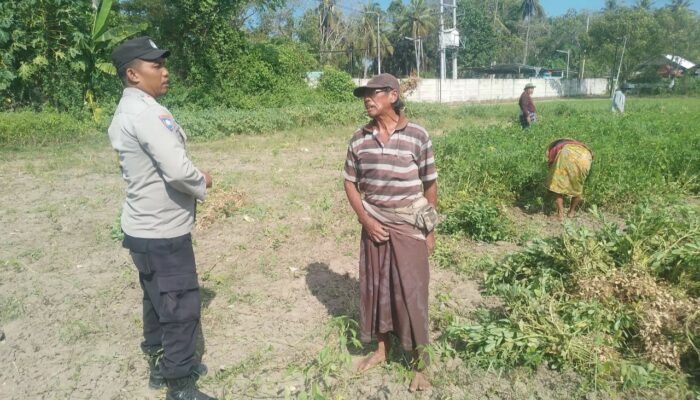 Dukung Ketahanan Pangan, Bhabinkamtibmas Gerung Gencarkan Sosialisasi ke Petani